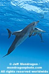 Spotted Dolphins images