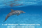 Spotted Dolphins pictures