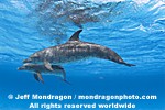 Spotted Dolphins photos