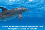 Spotted Dolphins images