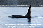 Killer Whale images