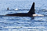 Killer Whales images