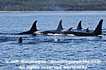 Killer Whales images