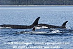 Killer Whales pictures
