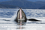 Humpback Whale Lunge-Feeding photos