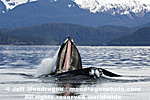 Humpback Whale Lunge-Feeding images