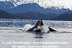 Humpback Whale Lunge-Feeding pictures