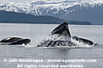 Humpback Whale Lunge-Feeding photos