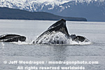 Humpback Whale Lunge-Feeding photos