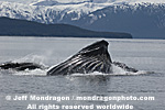 Humpback Whale Lunge-Feeding pictures
