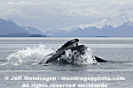 Humpback Whale Lunge-Feeding photos