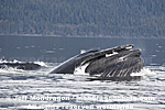 Humpback Whale Lunge-Feeding photos