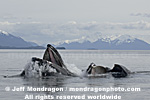 Humpback Whale Lunge-Feeding images