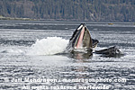 Humpback Whale Lunge-Feeding photos