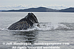 Humpback Whale Lunge-Feeding photos