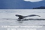 Humpback Whale Tail Fluke pictures