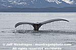 Humpback Whale Tail Fluke images
