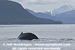 Humpback Whale pictures