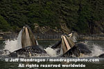 Humpback Whales pictures