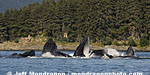 Humpback Whales images