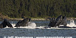 Humpback Whales pictures