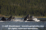 Humpback Whales pictures