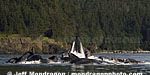 Humpback Whales pictures