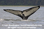 Humpback Whale images