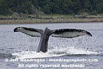 Humpback Whale pictures