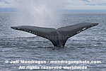 Humpback Whale images