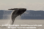 Humpback Whale Breach photos