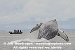 Humpback Whale Breach images