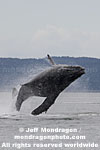 Humpback Whale Breach images