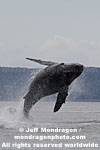 Humpback Whale Breach pictures