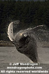 Humpback Whale Breach images