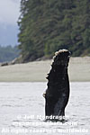 Humpback Whale images