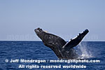 Humpback Whale Breach images