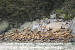 Steller Sea Lions pictures