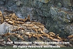 Steller Sea Lions pictures