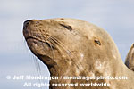 Steller Sea Lion pictures