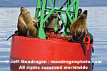 Steller Sea Lions photos
