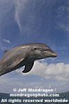 Bottlenose Dolphin photos