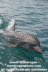 Bottlenose Dolphin images