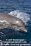 Bottlenose Dolphin images