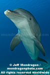 Bottlenose Dolphin images