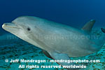 Bottlenose Dolphin images
