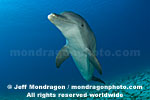 Bottlenose Dolphin pictures