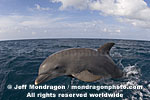 Bottlenose Dolphin Jumping photos