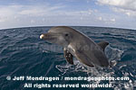 Bottlenose Dolphin Jumping images