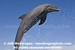 Bottlenose Dolphin Jumping photos